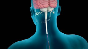 Human hypothalamus, nervous system, 4K. ultra HD